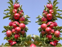 Яблони колоновидные-image