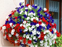 Петунии / Сурфинии-image