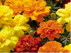 Тагетесы-image