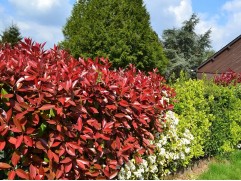 Другие лиственные растения-image