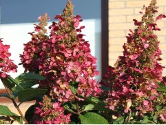 Гортензия метельчатая "Wims Red" (Контейнер 2,0л.)