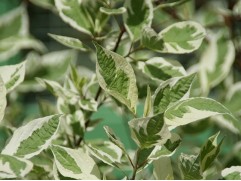 Дерен белый "Argenteomarginata" (Контейнер 1,5 л)