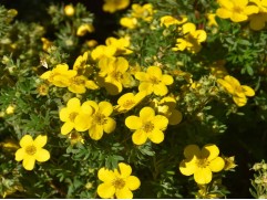 Лапчатка кустарниковая "Golden Tower"  (Контейнер 1,5 л)