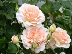 Роза чайно-гибридная "Chandos Beauty" (ЗКС)