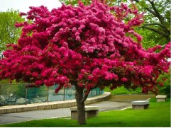 Яблоня  декоративная "Огонь Прейрий" ("Prairie Fire") 54-118 (Контейнер 5,0л.)