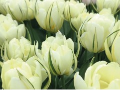 Тюльпан "White Valley" (уп. 10 шт.) 12/+