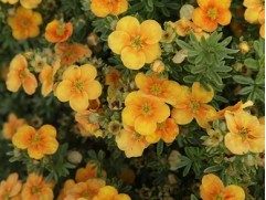 Лапчатка кустарниковая "Mango-Tango" (Контейнер 2,0л)