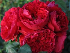 Роза плетистая "Florentina" (ЗКС)