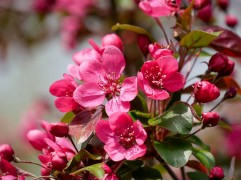 Яблоня "Скарлет"  (Контейнер 5,0л)