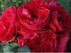 Роза плетистая "Florentina" (Контейнер 5,0л)