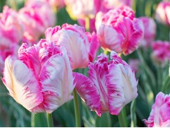 Тюльпан "Silver Parrot" (уп. 10 шт.) 11/12