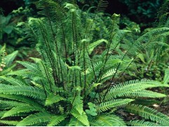 Дербянка колосистая (Контейнер 2,0л)