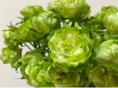 Роза японская "Princess Midori" (ЗКС)