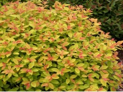 Спирея японская "Double Play Big Bang"  (Контейнер 1,5 л)