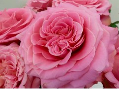 Роза чайно-гибридная "Ashley" (ЗКС)