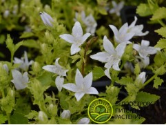 Колокольчик Пожарского "E.H. Frost" (Контейнер 1,0л)