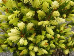 Ель канадская "Rainbow's Еnd" (Контейнер 1,5л.)