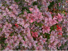 Барбарис Тунберга "Bagatelle" (Контейнер 0,5л)