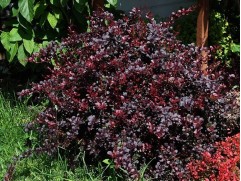 Барбарис Тунберга "Red Dream" (Контейнер 0,5л)