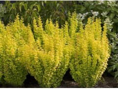 Барбарис Тунберга "Golden Rocket" (Контейнер 2,0л.)