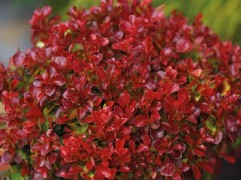 Барбарис Тунберга "Lutin Rouge" (Контейнер 2,0л.)