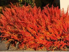 Барбарис Тунберга "Orange Dream" (Контейнер 2,0л.)