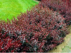 Барбарис Тунберга "Red Chief" (Контейнер 1,5л.)