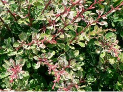 Барбарис Тунберга "Starburst" (Контейнер 5,0л.)