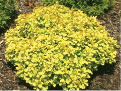 Барбарис Тунберга "Tiny Gold" (Контейнер 1,5л.)