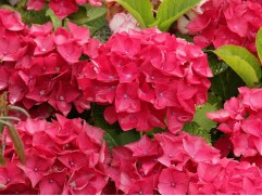Гортензия крупнолистная "Red Baron" (Контейнер 1,5л.)
