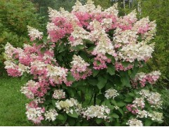 Гортензия метельчатая "Confetti" (Контейнер 1,5л.)