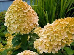 Гортензия метельчатая "Cotton Cream" (3-х летка) (Контейнер 5,0л.)