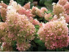 Гортензия метельчатая "Phantom" (Контейнер 2,0л.)