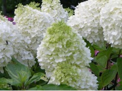 Гортензия метельчатая "Polar Bear"(Контейнер 2,0л.)