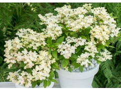 Гортензия метельчатая "Polestar" (Контейнер 2,0л.) Гортензия метельчатая "Polestar" (Контейнер 2,0л.)