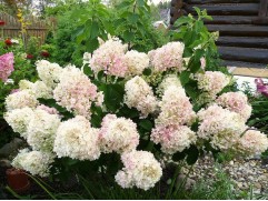 Гортензия метельчатая "Silver Dollar" (Контейнер 2,0л.) Гортензия метельчатая "Silver Dollar" (Контейнер 2,0л.)