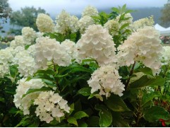 Гортензия метельчатая "Sugar Rush" (3-х летка) (Контейнер 5,0л.)