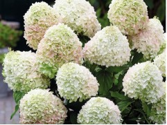 Гортензия метельчатая "Summer Love" (3-х летка) (Контейнер 5,0л.)