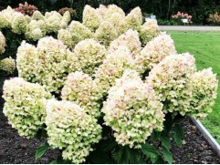 Гортензия метельчатая "Summer Snow" (Контейнер 2,0л.)