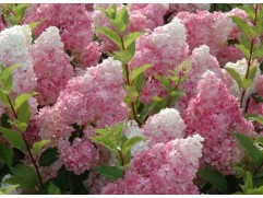 Гортензия метельчатая "Sundae Fraise" (Контейнер 5,0л.)