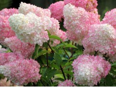 Гортензия метельчатая "Vanille-Fraise" 3-х летн. (Контейнер 5,0л.)