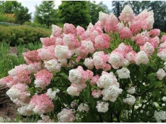 Гортензия метельчатая "Vanille-Fraise" (Контейнер 5,0л.)