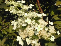 Гортензия метельчатая "Tardiva" 3-х летн. (Контейнер 5,0л)