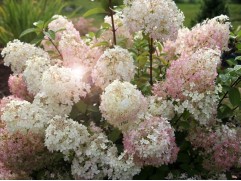 Гортензия метельчатая "Bobo"  (Контейнер 1.0л)