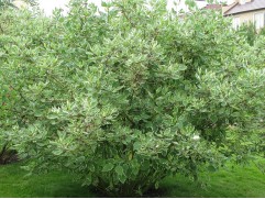 Дерен белый "Sibirica Variegata" HM (Контейнер 0,5л.)