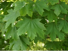 Клен обыкновенный (Контейнер 3,0л.)