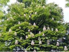 Каштан конский (Контейнер 2,0л.)