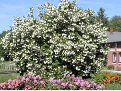 Калина обыкновенная "Roseum" (Контейнер 2,0л.)