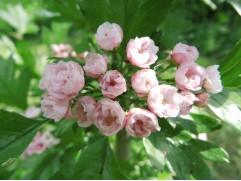 Боярышник морденский "Тоба" (Контейнер 7,0л)