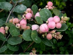 Снежноягодник доренбоза "Mother of Pearl" (Контейнер 2,0л)